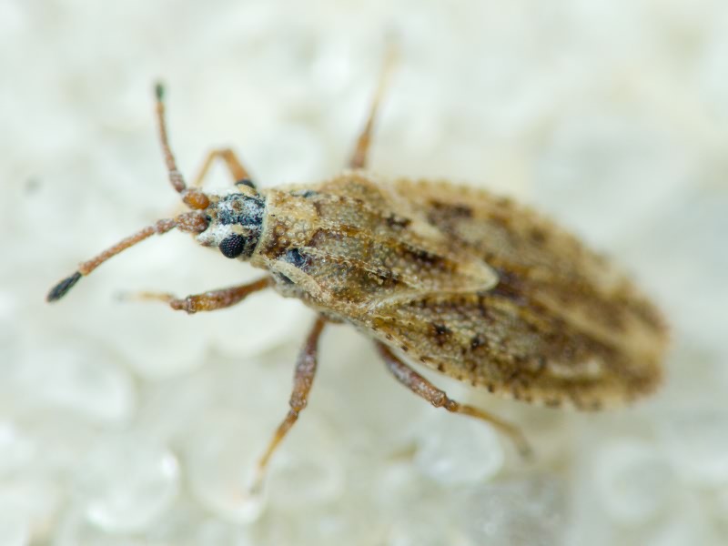 Tingis (Tropidocheila) maculata (Herrich-Schäffer, 1838)